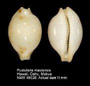 Pustularia mauiensis